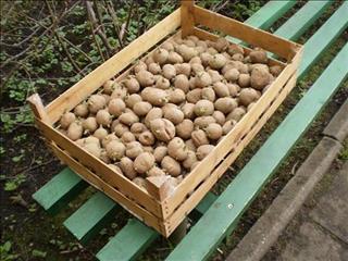 ЧАСТЬ 2
КАРТОФЕЛЬНЫЕ ЕЖИ ПОД ТВЕРЬЮ